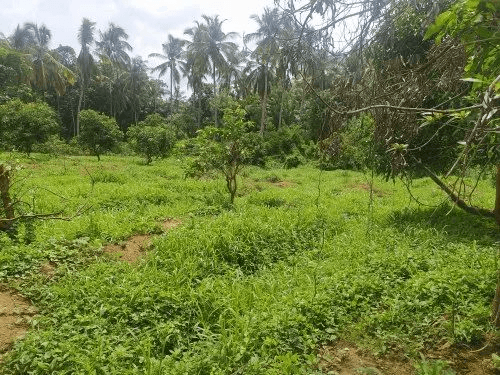 Land 4